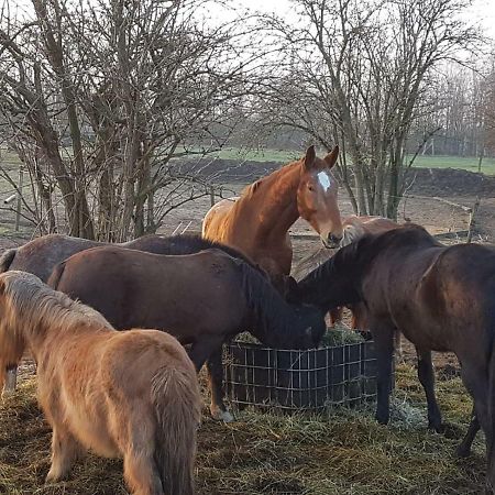 Muehlenberger Ponyhof Lejlighed Duisburg Eksteriør billede
