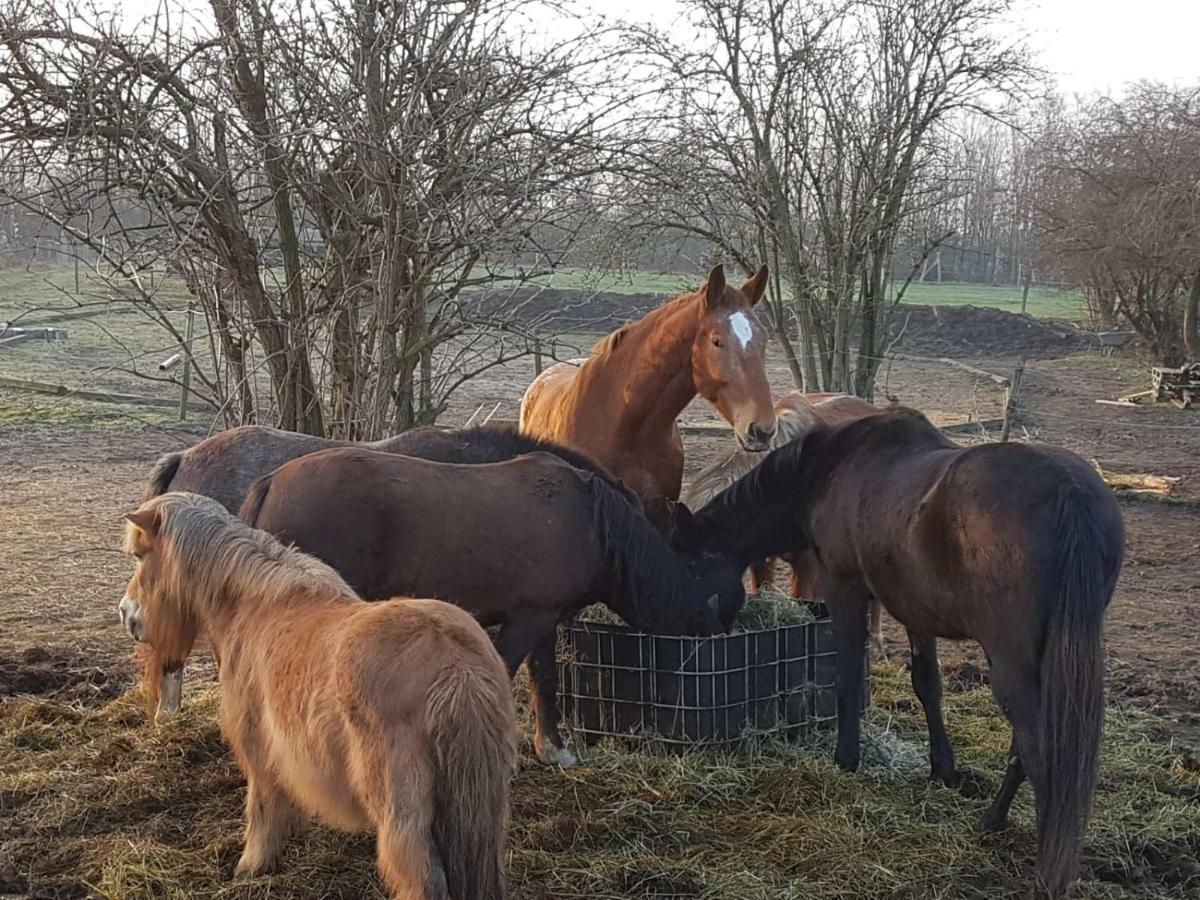 Muehlenberger Ponyhof Lejlighed Duisburg Eksteriør billede
